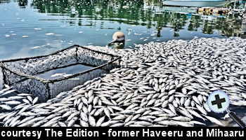 courtesy The Edition - Thousands of Bigeye Scad (Mushimas) dies in the Vaikaradhoo Lagoon